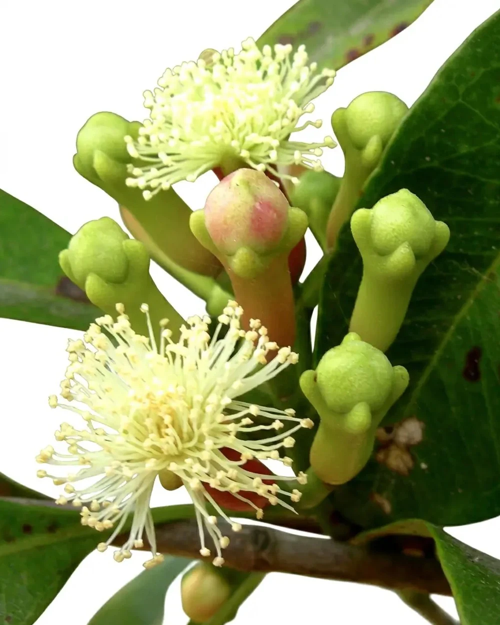 Ramo de cravinho com botões e flores
