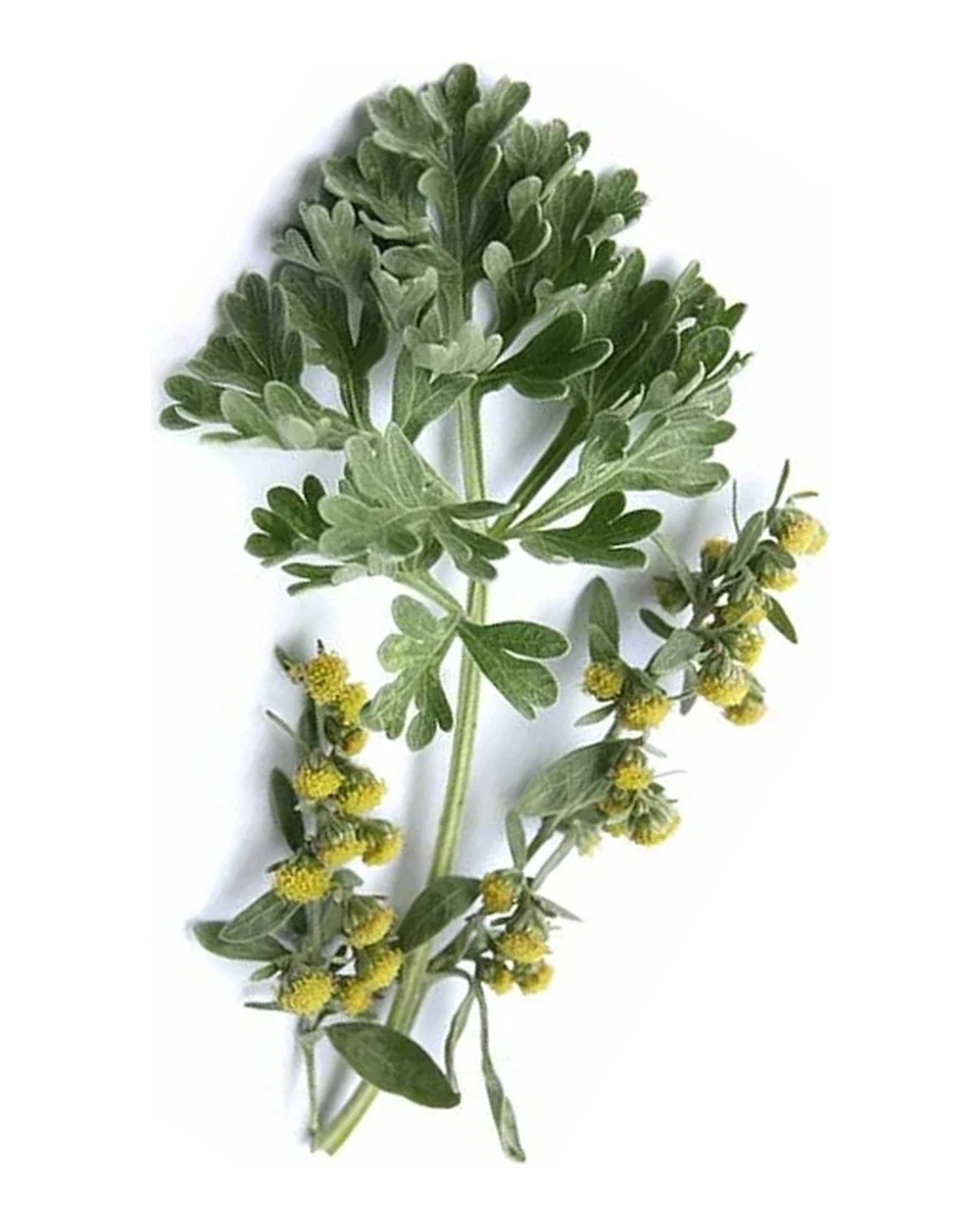 Losna (Artemisia absinthium) em flor