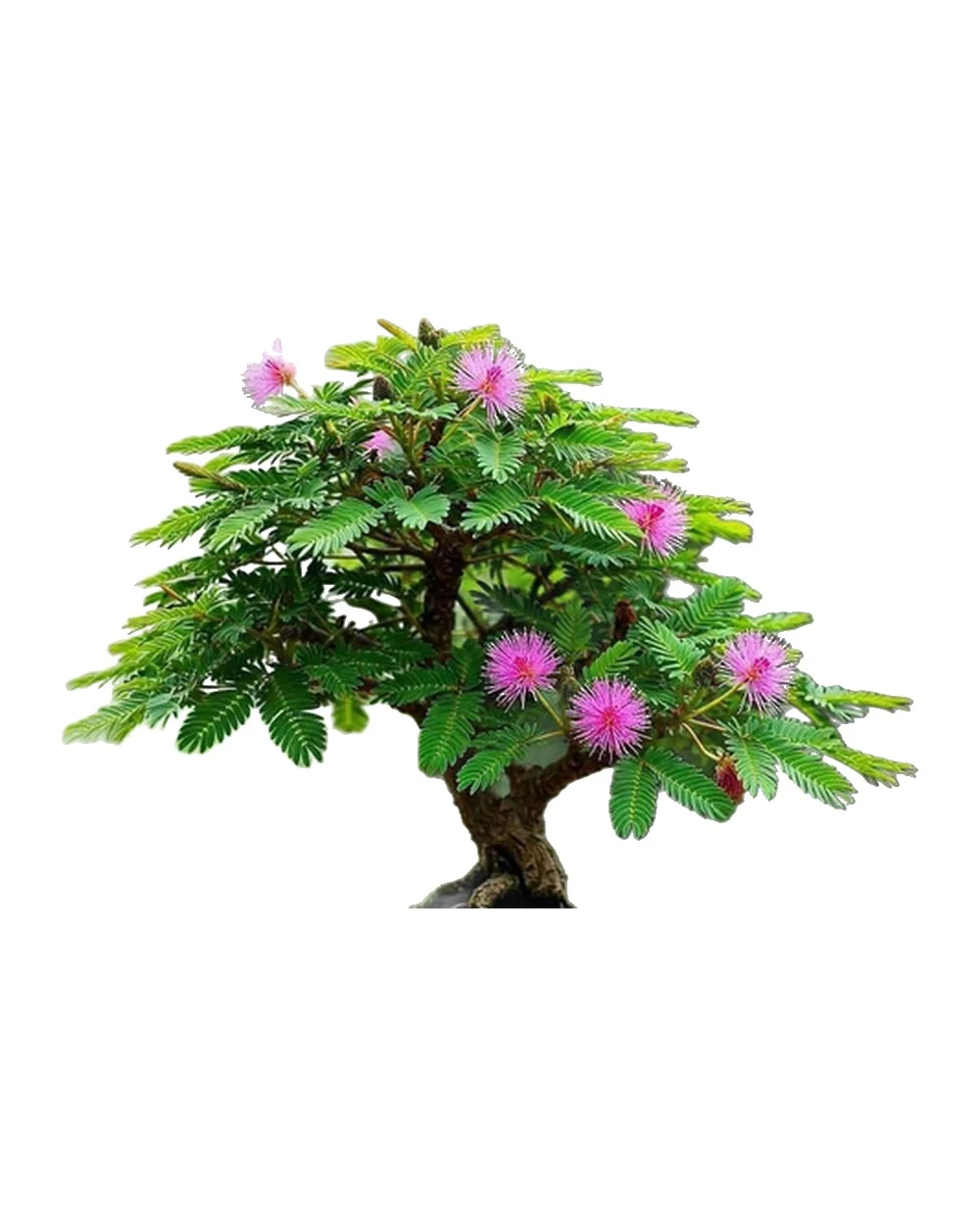 Planta de Mimosa pudica em flor